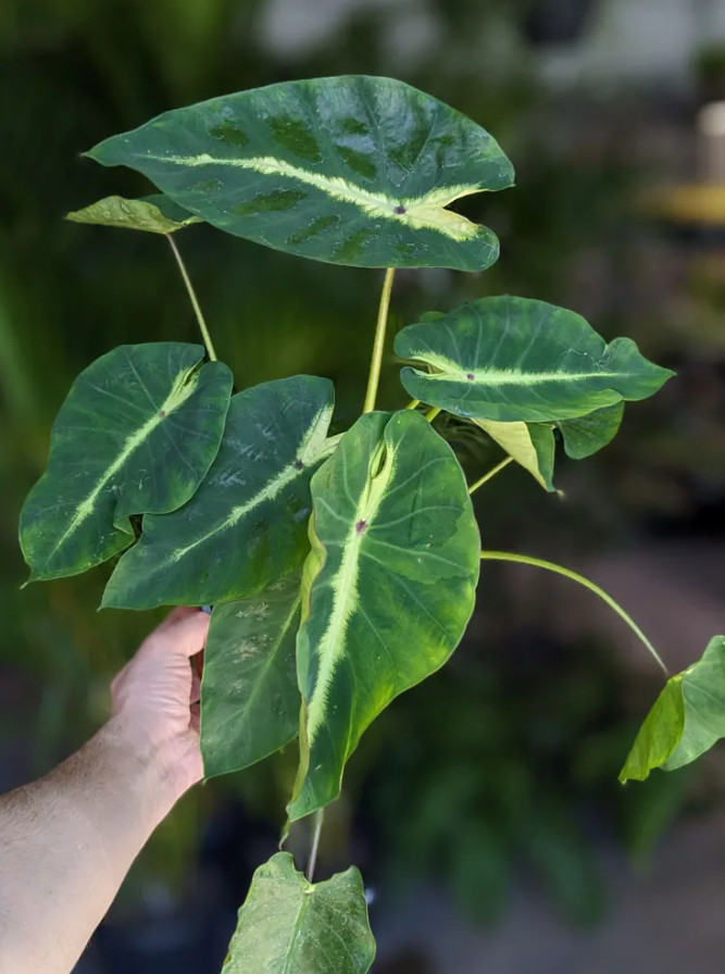 Maui Sunrise Colocasia – 1 Live Plant – 3in Pot – Ships Without Pot