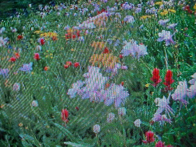 1/32LB ( 1/2-OUNCE ) BUTTERFLY HUMMINGBIRD 15-VARIETY WILDFLOWER SEED MIX
