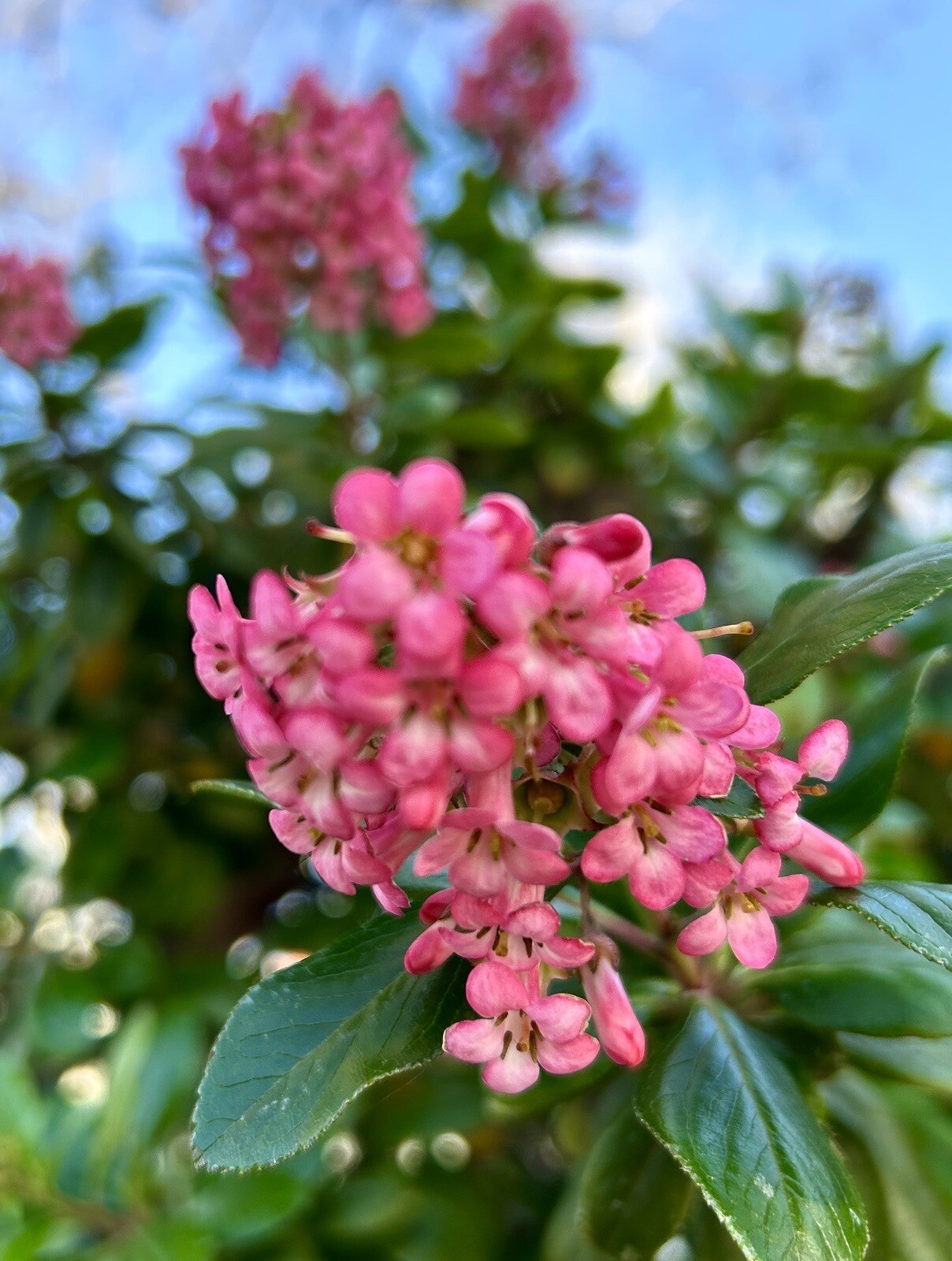 Escallonia Laevis Pink Princess – 10 Cuttings – USA