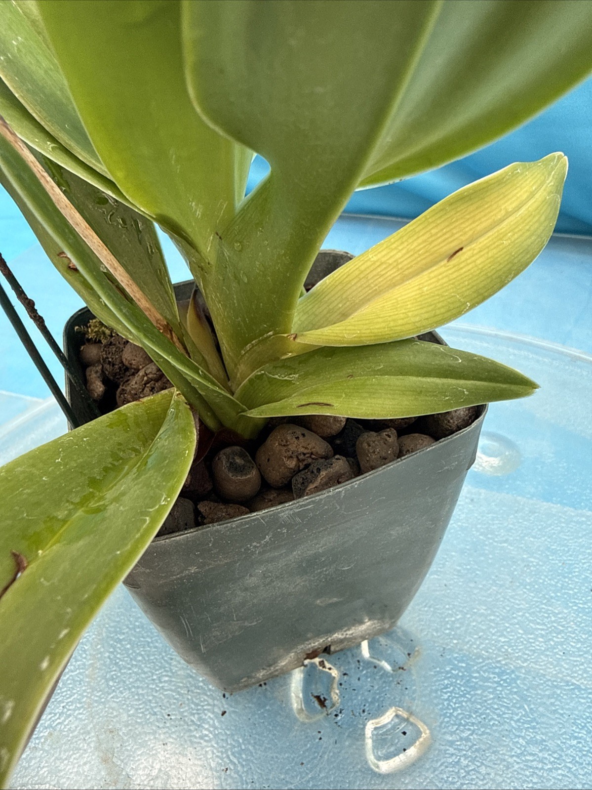 Phragmipedium Eric Young Orange Yellow Pink NBS Orchid New Import 4” Pot SPIKING