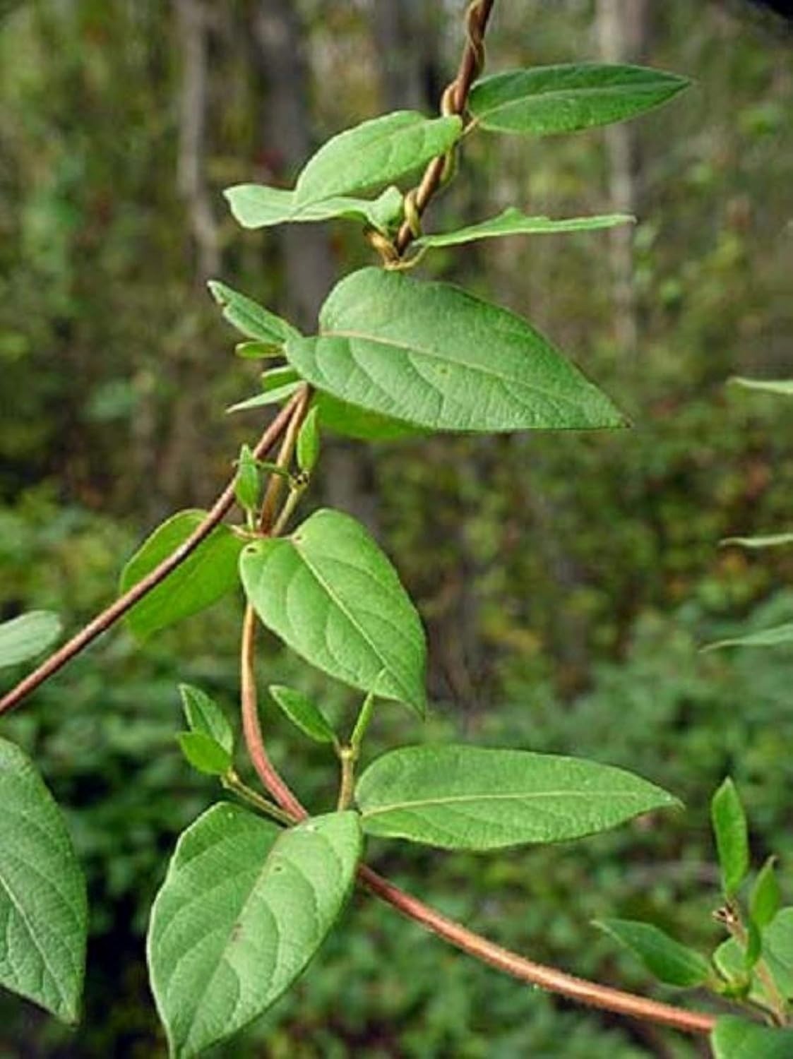 Exact plant Lonicera japonica bonsai (Japanese honeysuckle), 4-5 year old