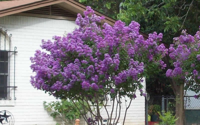 Lagerstroemia indica Purple Velvet | 50_Seeds