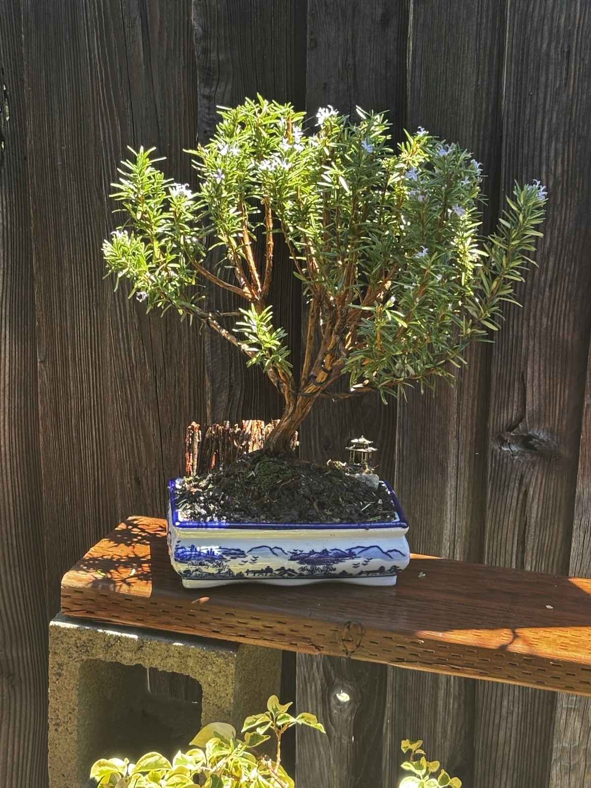 16 YEAR OLD ROSEMARY BONSAI TREE IN 10” CERAMIC POT. SHIPPING VIA FEDEX