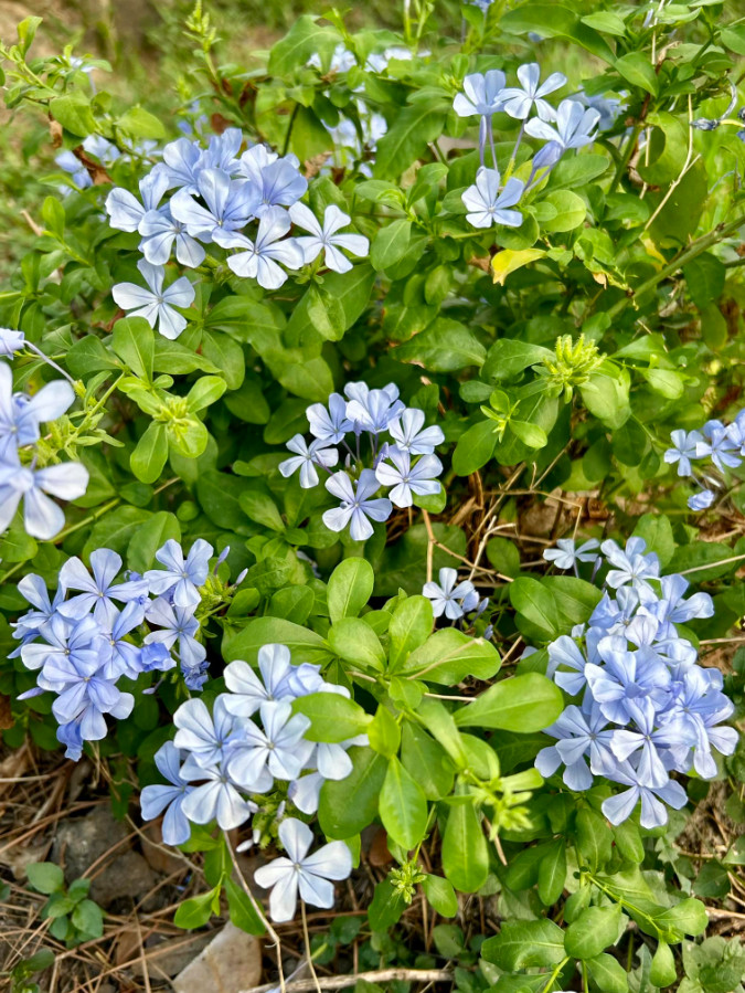 Live Blue Plumbago Plant – Plug Seedling – 5–7″ Tall – Indoor/Outdoor Garden
