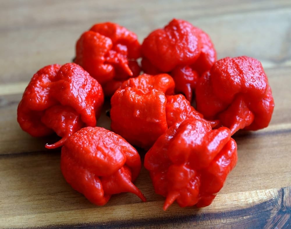 15 Newly Harvested Super-Hot Fresh Carolina Reaper Red Premium Pepper Seeds-A 13