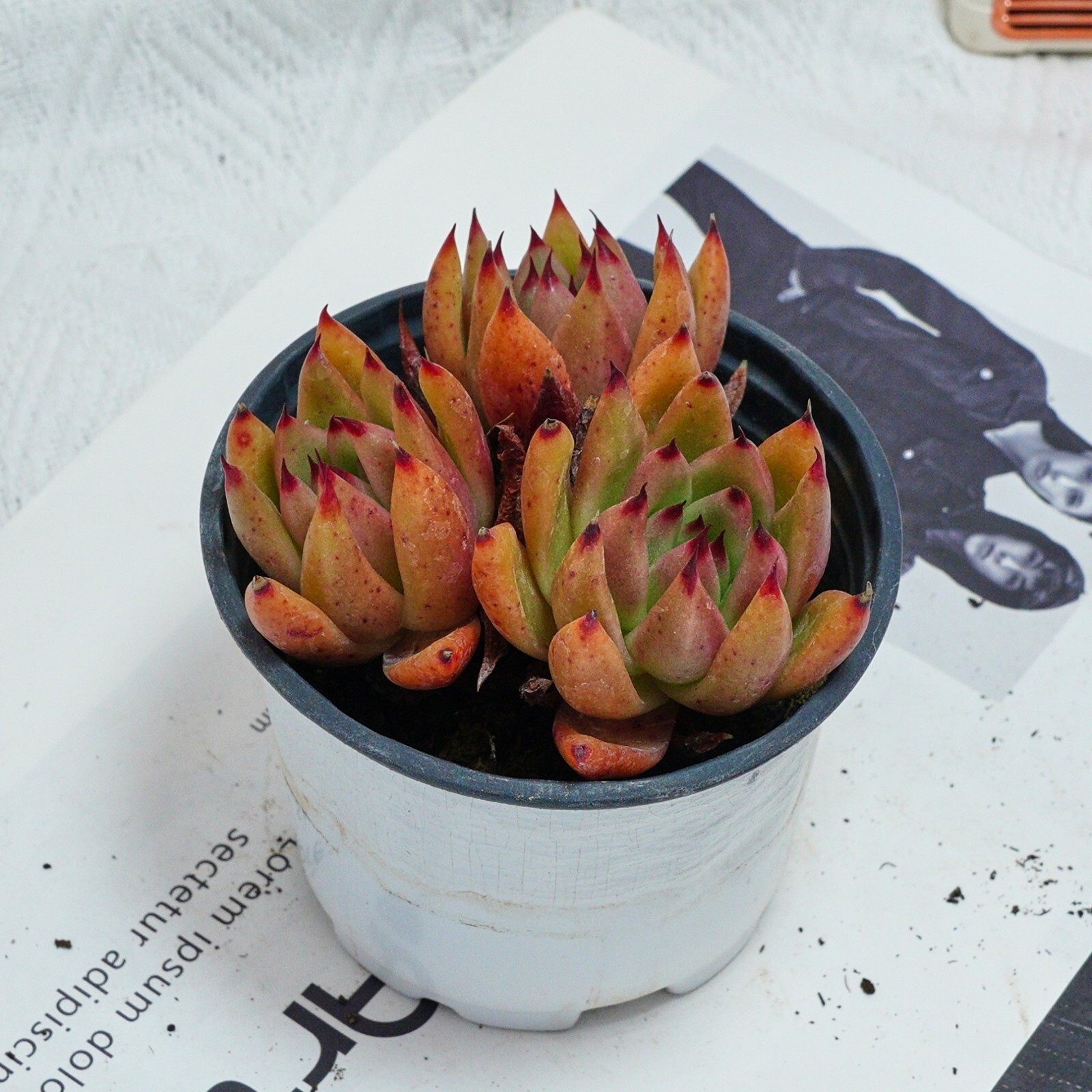 4” Echeveria Red Umbrella, Live Succulent Plants,Rare Plants