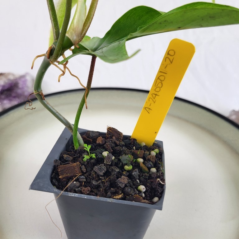 Philodendron Florida Ghost 2.5″ Pot, Fedex 2 day*
