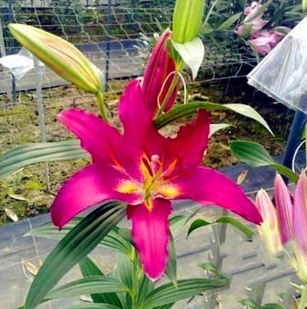 20 LILY FLOWER SEEDS rare exotic bloom blossom plant garden bush for germination