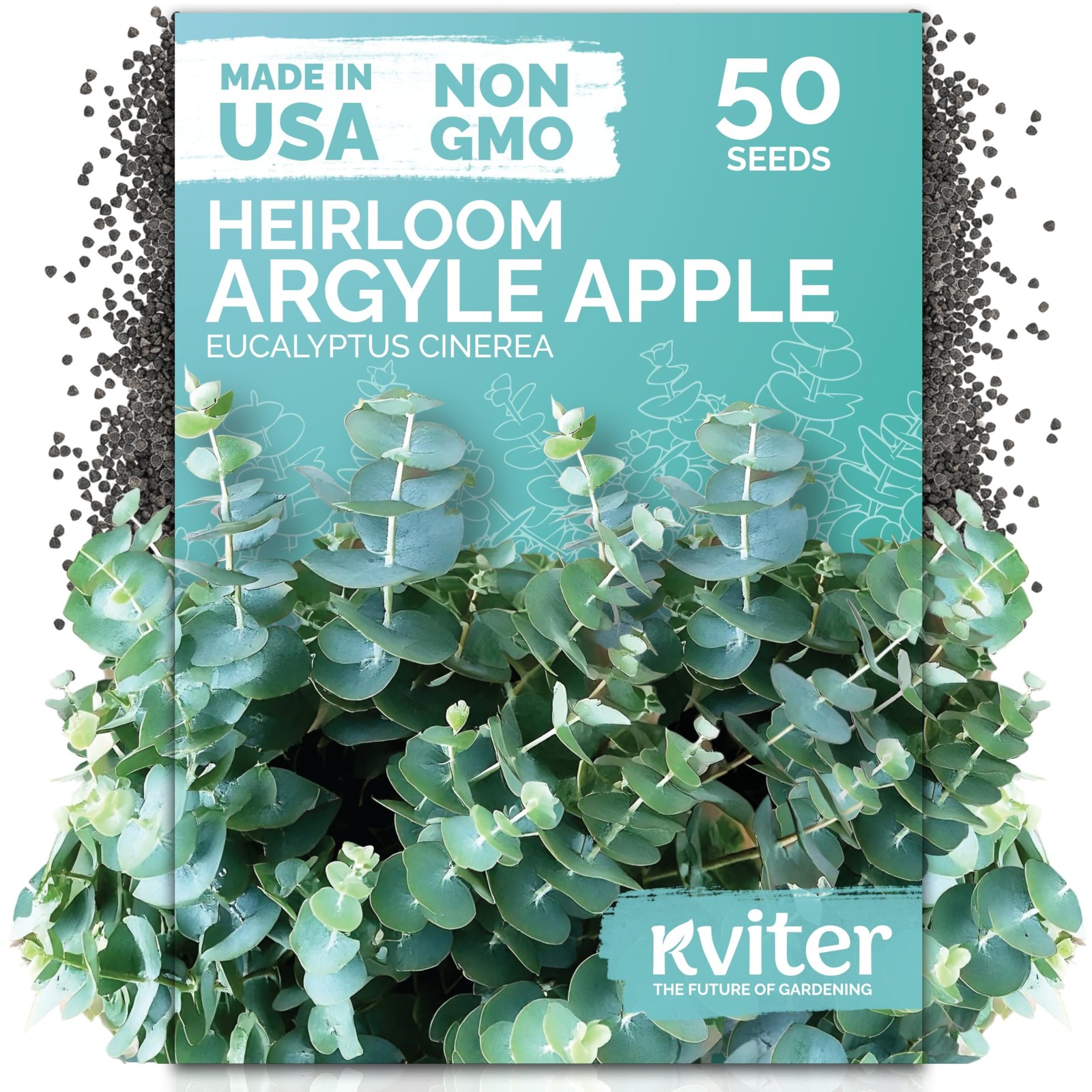 KVITER 50 Argyle Apple Eucalyptus Seeds (Eucalyptus Cinerea)