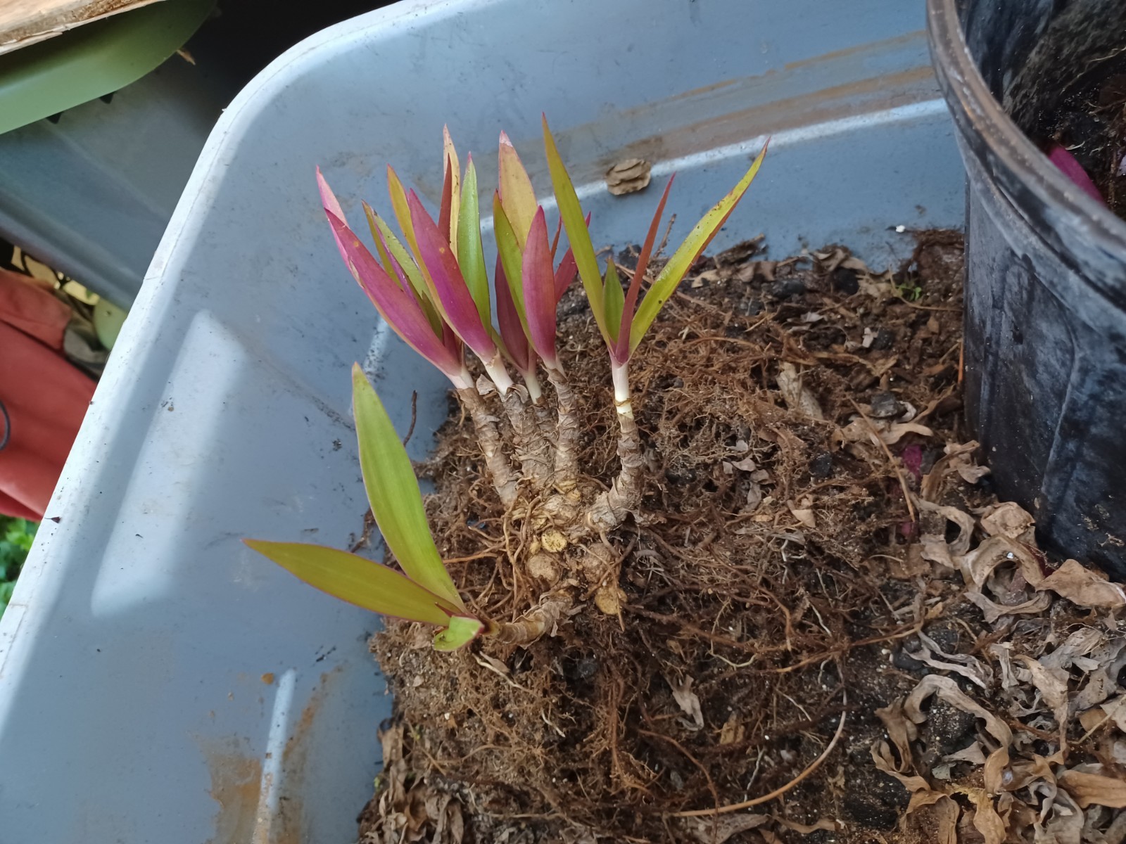 10 Bare root Dwarf Oyster Ready To Plant In A Terieum Chem Free