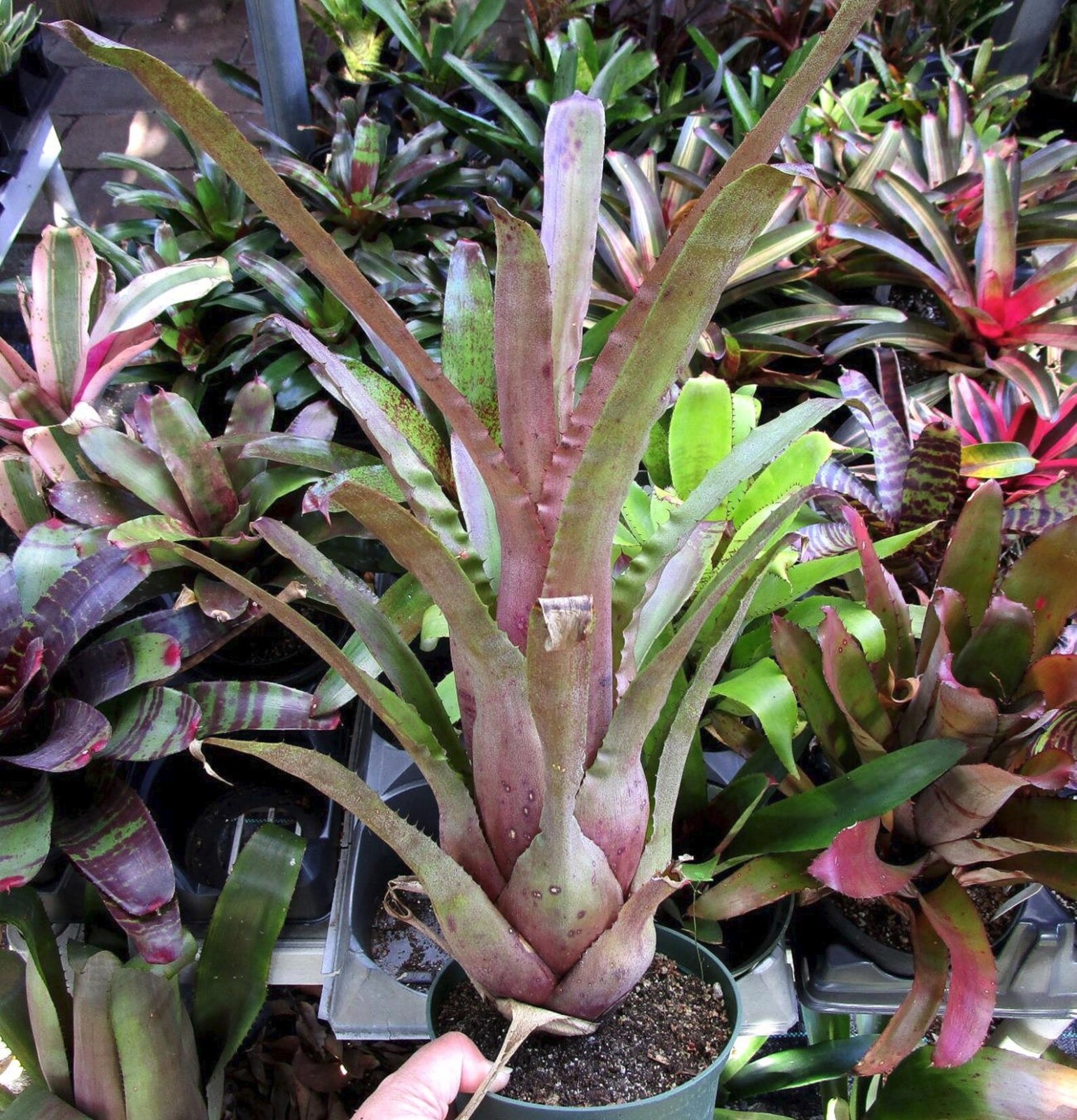 BUY 4 SAVE 15% BROMELIAD Hohenbergia ‘PENNAE X LEMEI Pink Clone’ 2ND for Sale