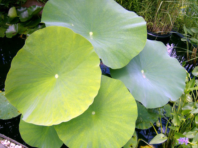 5 BLUE ENCHANTRESS LOTUS SEEDS – Nelumbo Nucifera