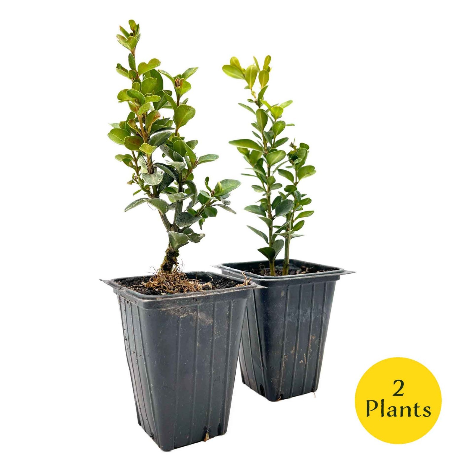 2 Highlander Boxwood Plants in 3.5″ Cube | Dense Evergreen Privacy Shrub (Buxus)