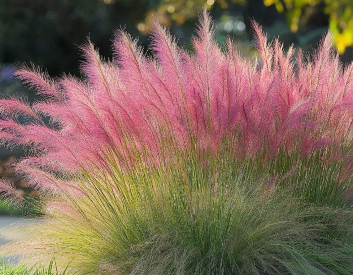 Muhly Grass Pink Live Starter Plant Pink Muhly Grass Plant 4-6″Tall Ship No Pot