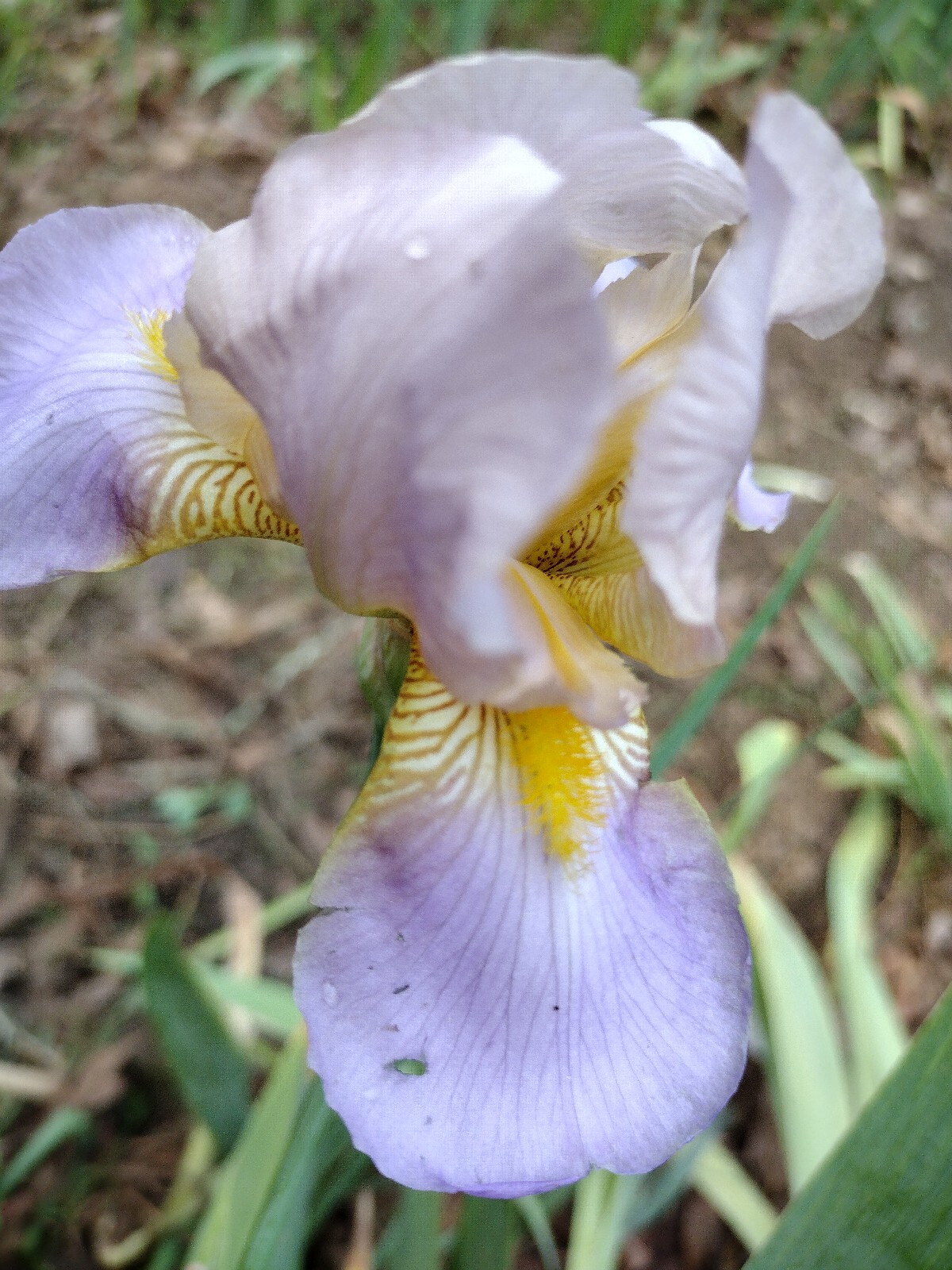 20x MIXED VARIETIES/COLORS BEARDED IRIS BULBS RHIZOMES