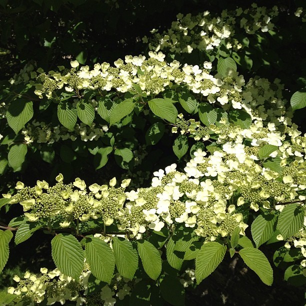 Japanese Snowball viburnum 2.5″ pot