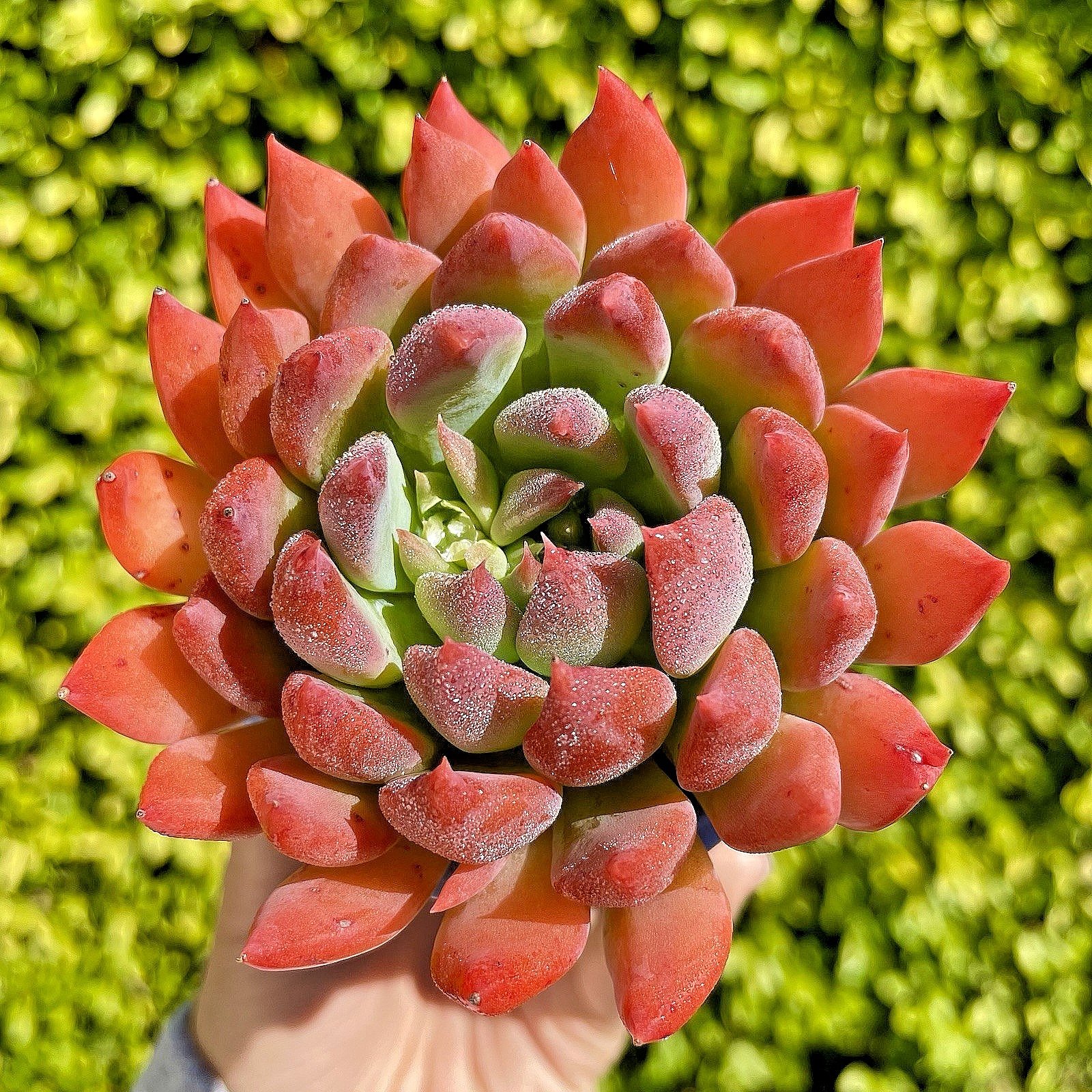 Rare Succulent Dark Elf Fully Rooted Healthy Live Easy Care Plant 2-3 Inches