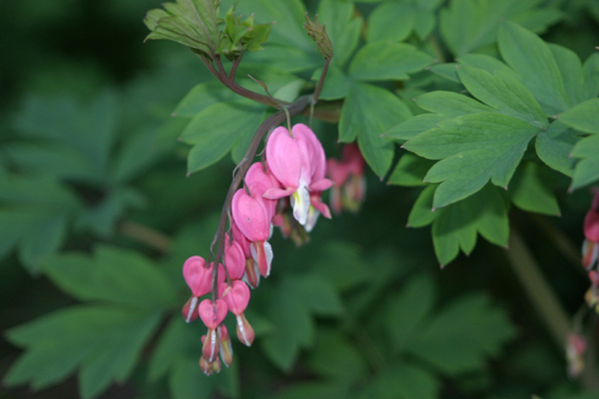 FALL Spring Plant Oganic 30 Bleeding Heart Seeds Seed Perennial USA Pink Flower
