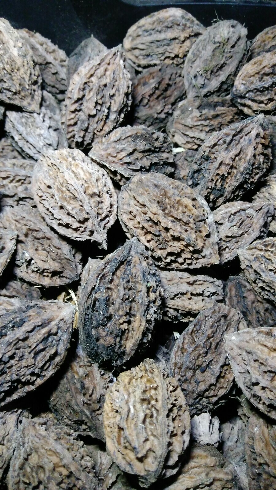 Butternut tree seeds (Juglans cinerea) aka White Walnut seeds 1 LB (50) Edible
