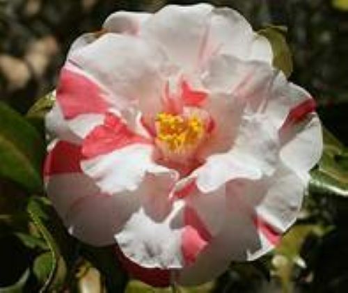 Lady Vansittart**Camellia Japonica-Live Starter Plant -Highly Variable Blooms!