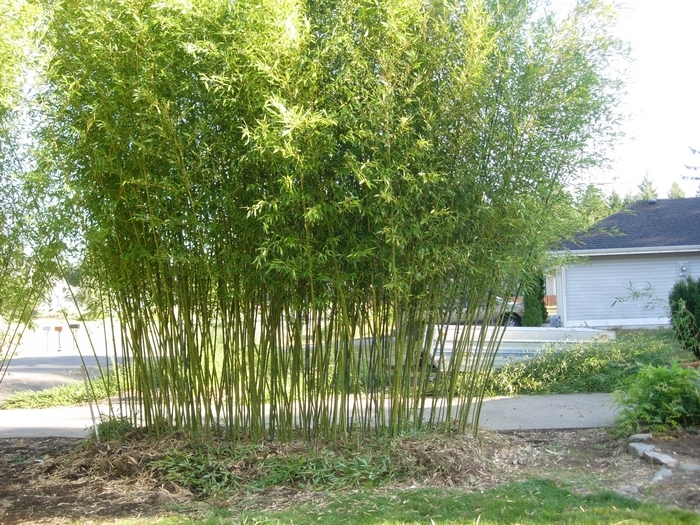 David Bisset Bamboo Plant /Phyllostachys-VERY COLD HARDY DOWN TO -15 DEGREES b