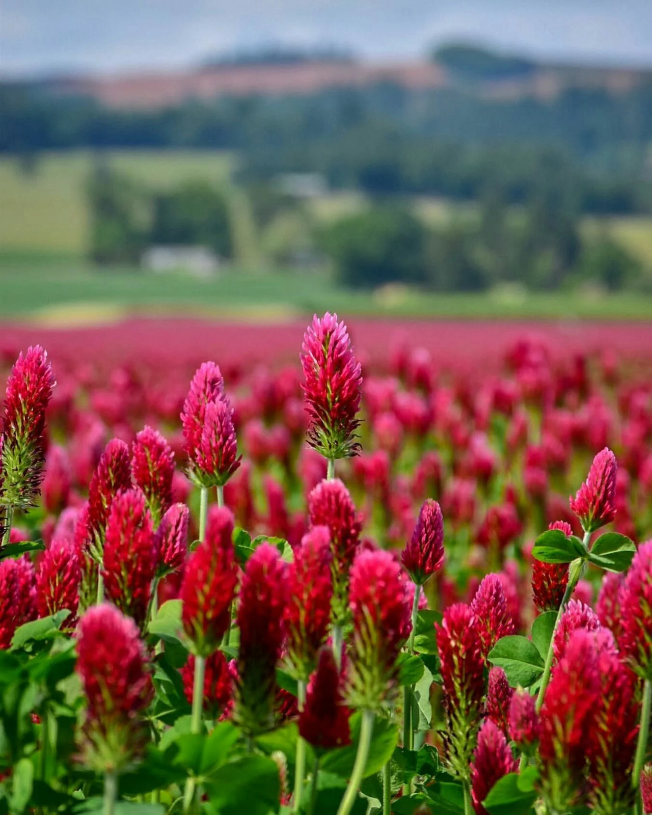 Crimson Clover Seeds | USA Garden Flower Blood Red Cover Winter Annual Seed 2024
