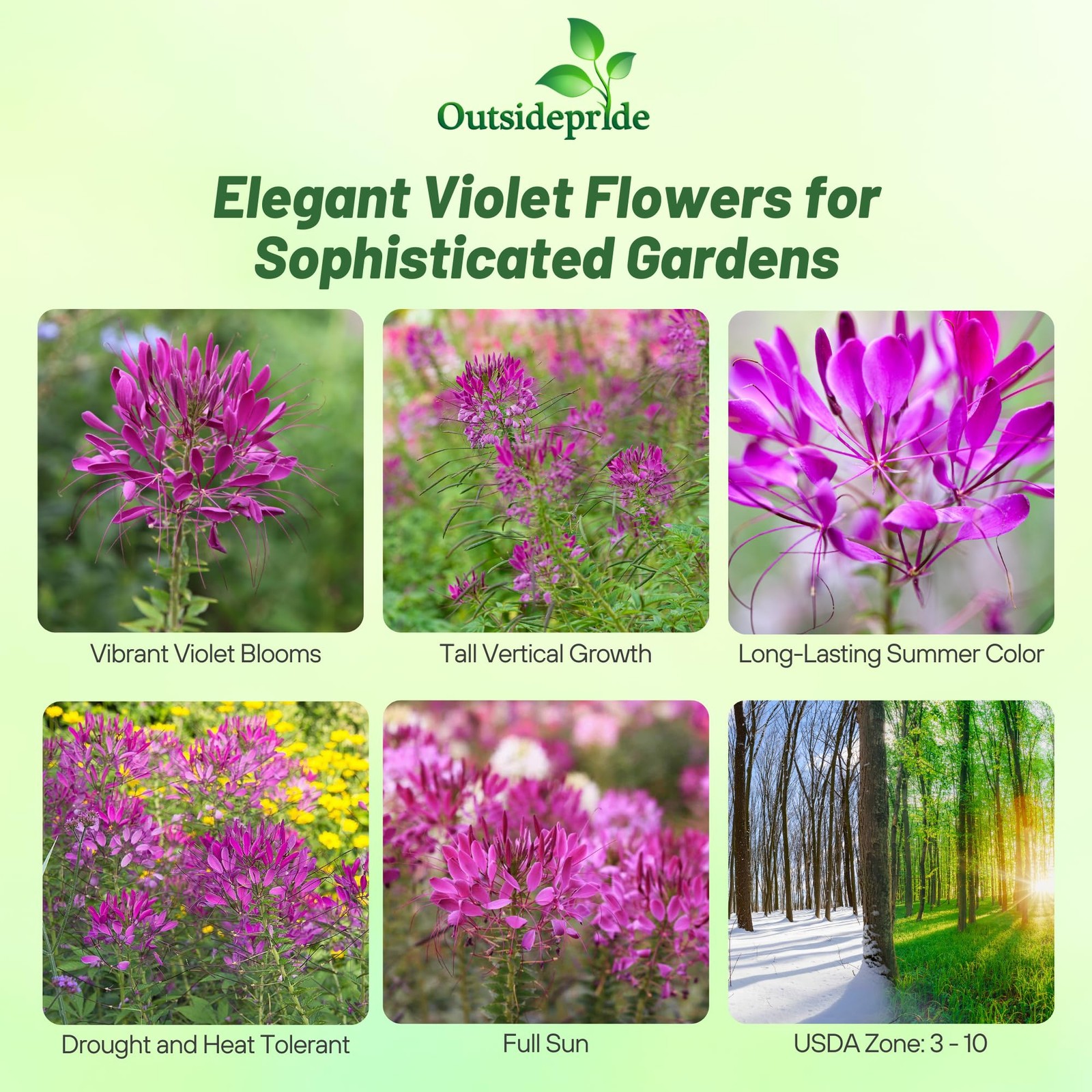 Violet Cleome Seeds – 1000 Pcs Annual Flower Seeds for Xeriscaping & Pollinators