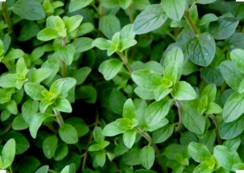 300 Italian Oregano Seeds -Non GMO-Open Pollinated- Organic