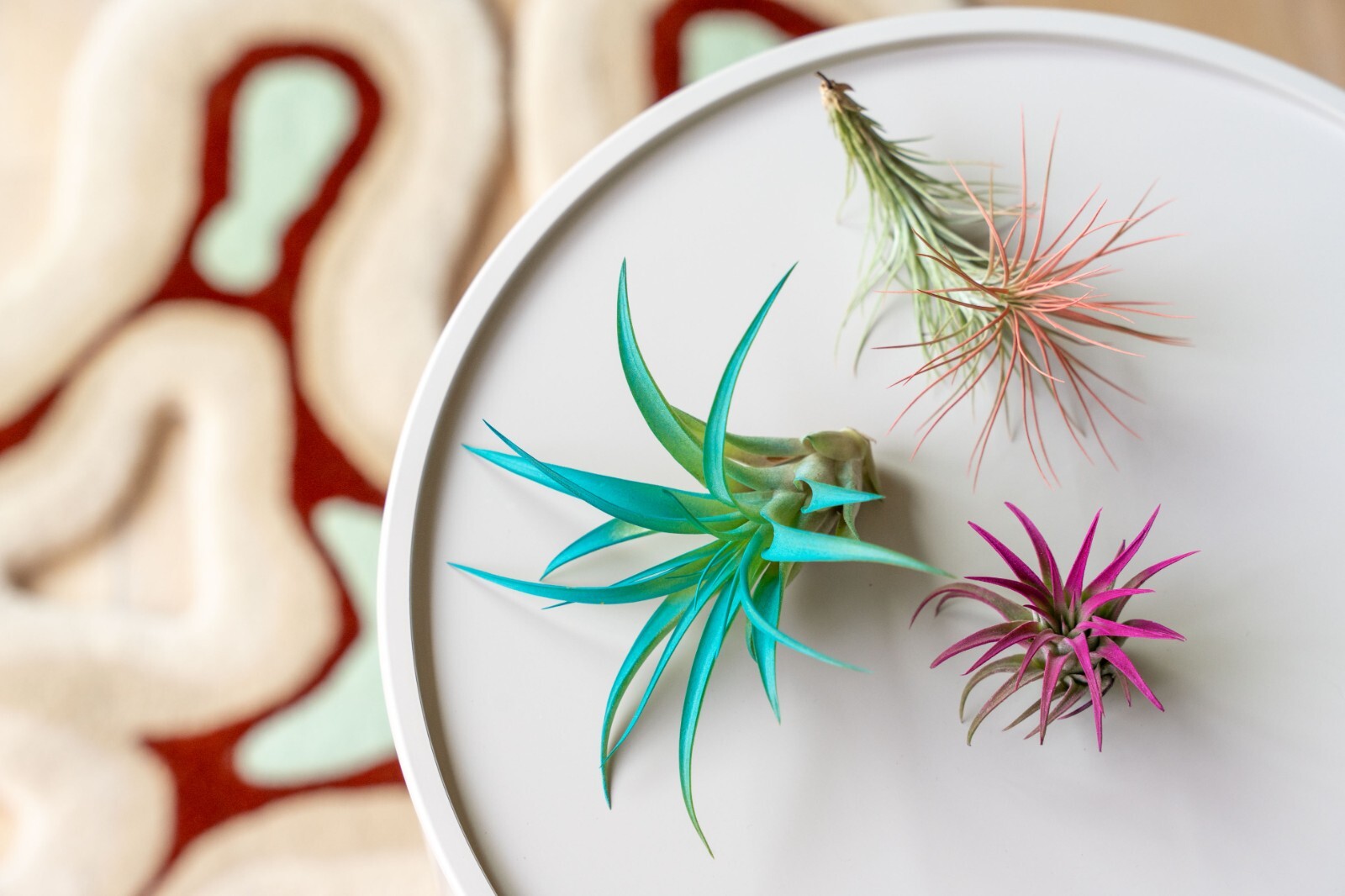 Raspberry Tillandsia Air Plants – Color Enhanced Easy Care Indoor/Outdoor Decor