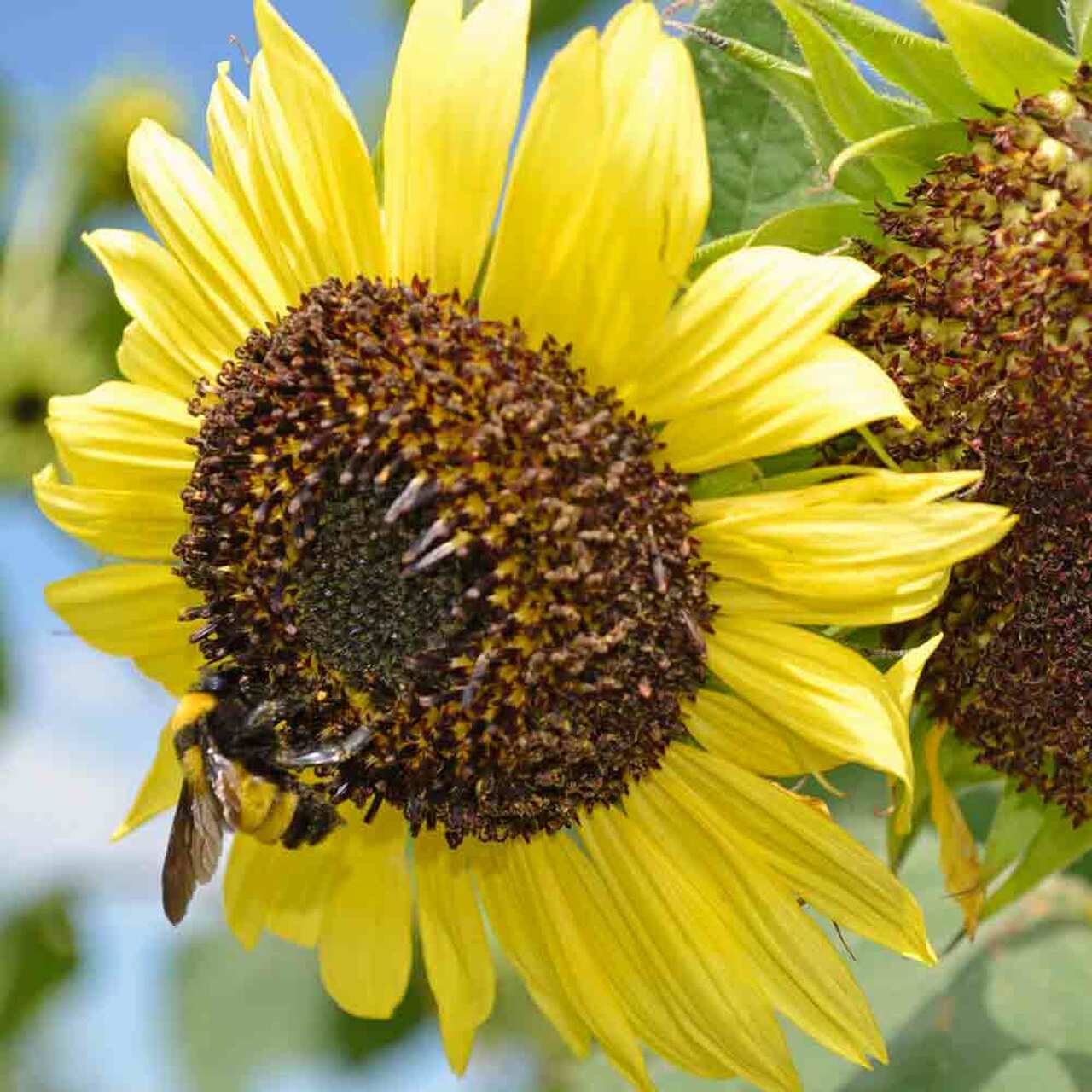 25 LEMON QUEEN SUNFLOWER SEEDS, Heirloom, NON-GMO, Soft & Elegant Summer Bueaty