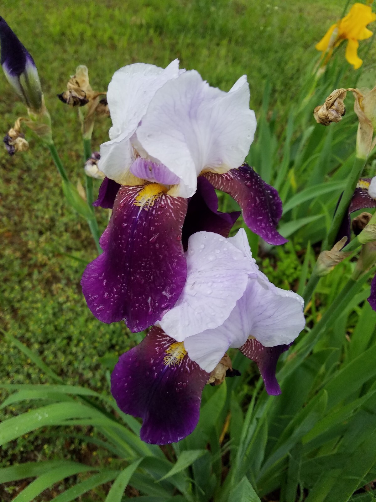 20x MIXED VARIETIES/COLORS BEARDED IRIS BULBS RHIZOMES