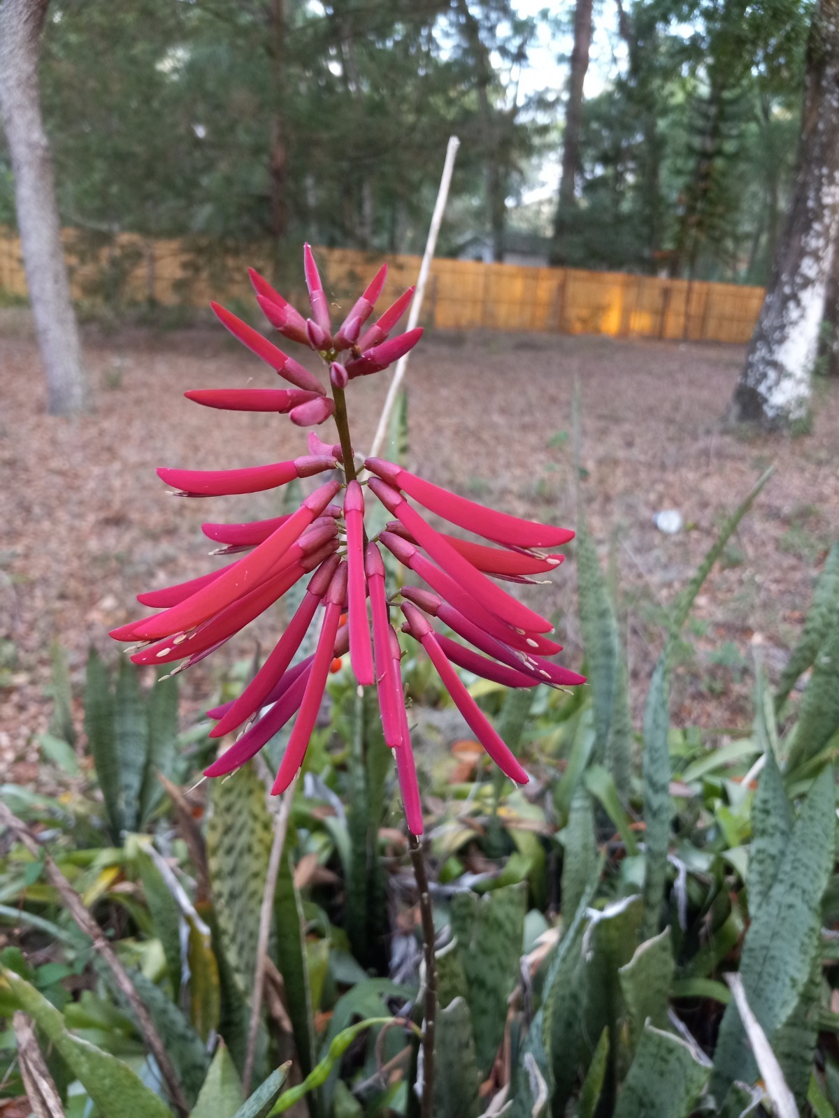 CORAL BEAN Pack Of 10 Seeds, Florida Grown Erythrina herbacea FREE SHIPPING