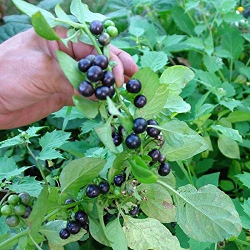 Packet of 30 Seeds – Garden Huckleberry (Solanum melanocerasum)