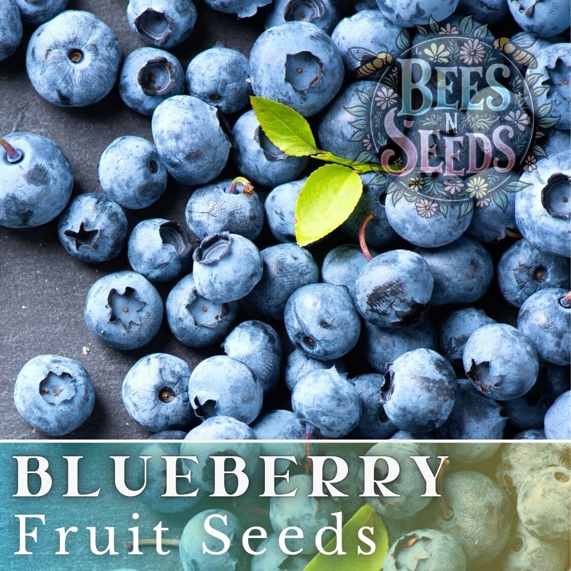 Blueberry Seeds 200, 750 or 3,200 Seeds Fruit Seeds, Non GMO, Bulk Seeds, Berry