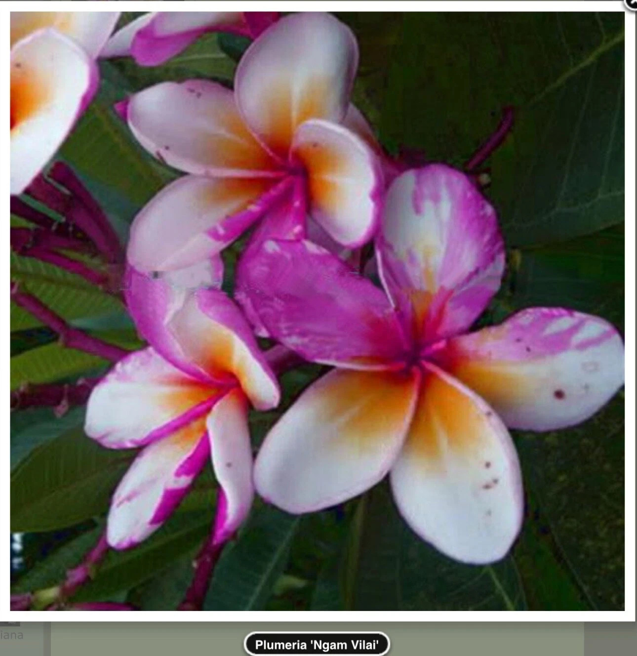 Ngam Vilai-Plumeria Rubra Frangipani-SMALL Rooted Seedling Plant-4-6 inches tall