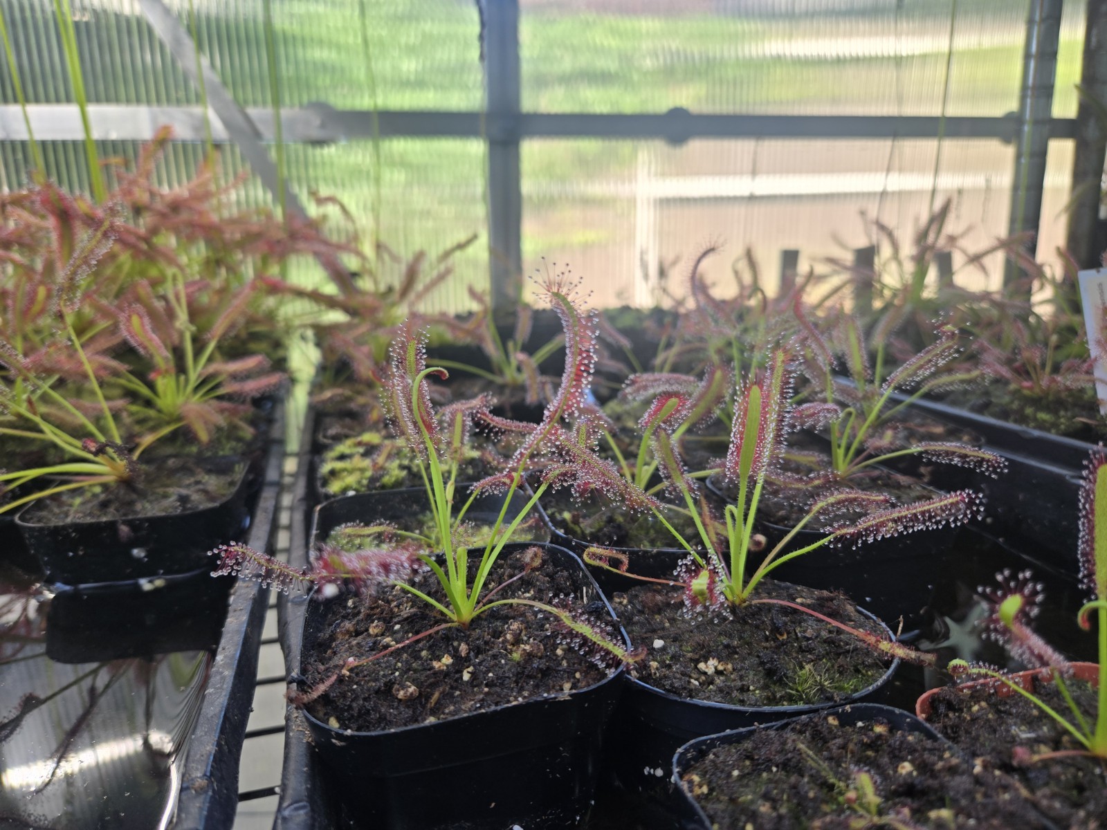 SUNDEW 4 Pack- (LIVE CARNIVOROUS PLANT)- Drosera Capensis
