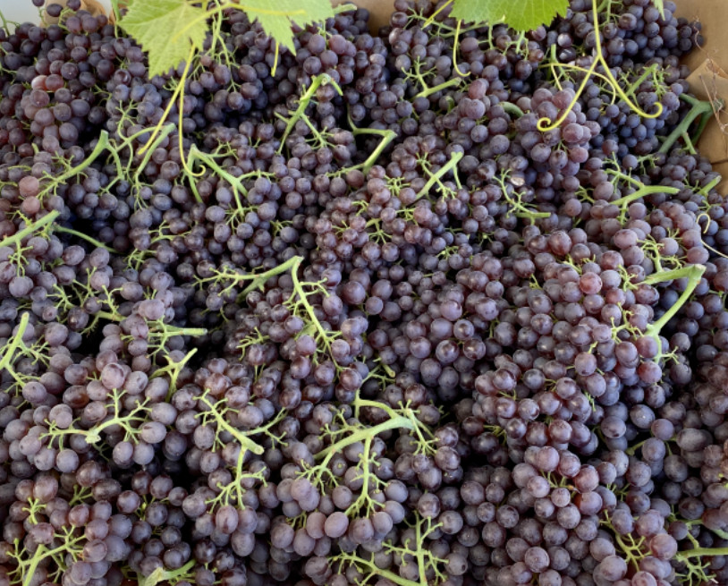 Champagne Grape Plant – 8-14″ Tall – Grown from Cutting – Sweet Mini Grapes