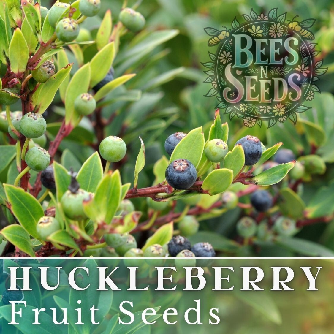 Dusk Huckleberry Seeds 125, 300 or 500 Seeds Flower, Flower Seeds, Non GMO