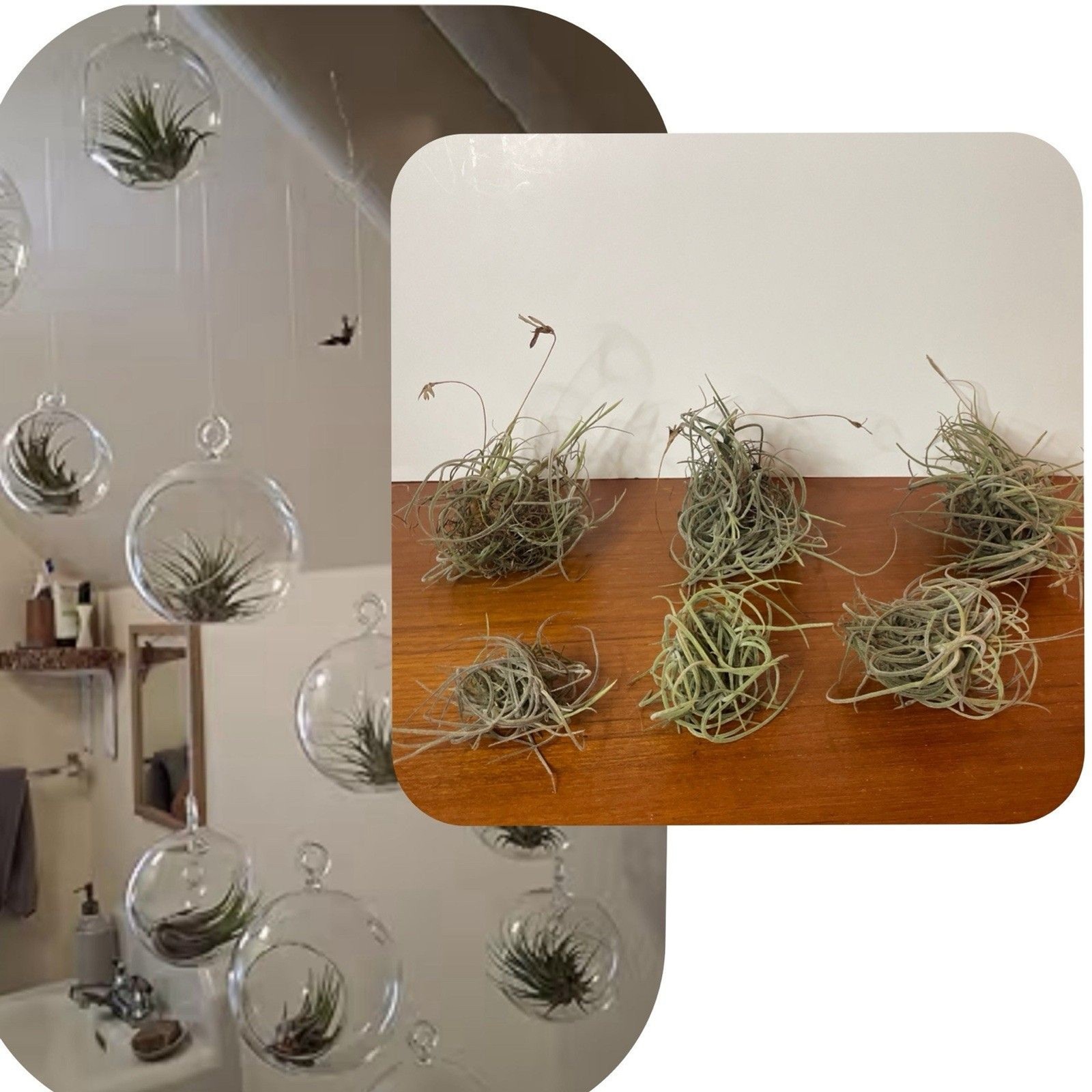 Air Plant Live Lot Tillandsia Recurvata 6 Clusters Ball Moss Wild Decor