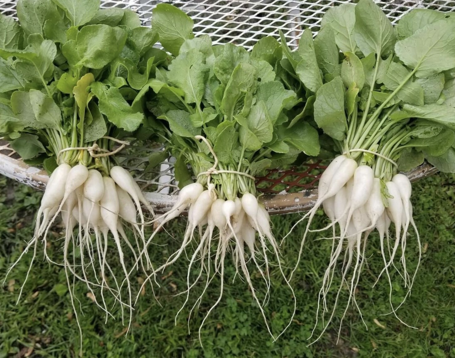 White Icicle Radish | Heirloom | Organic