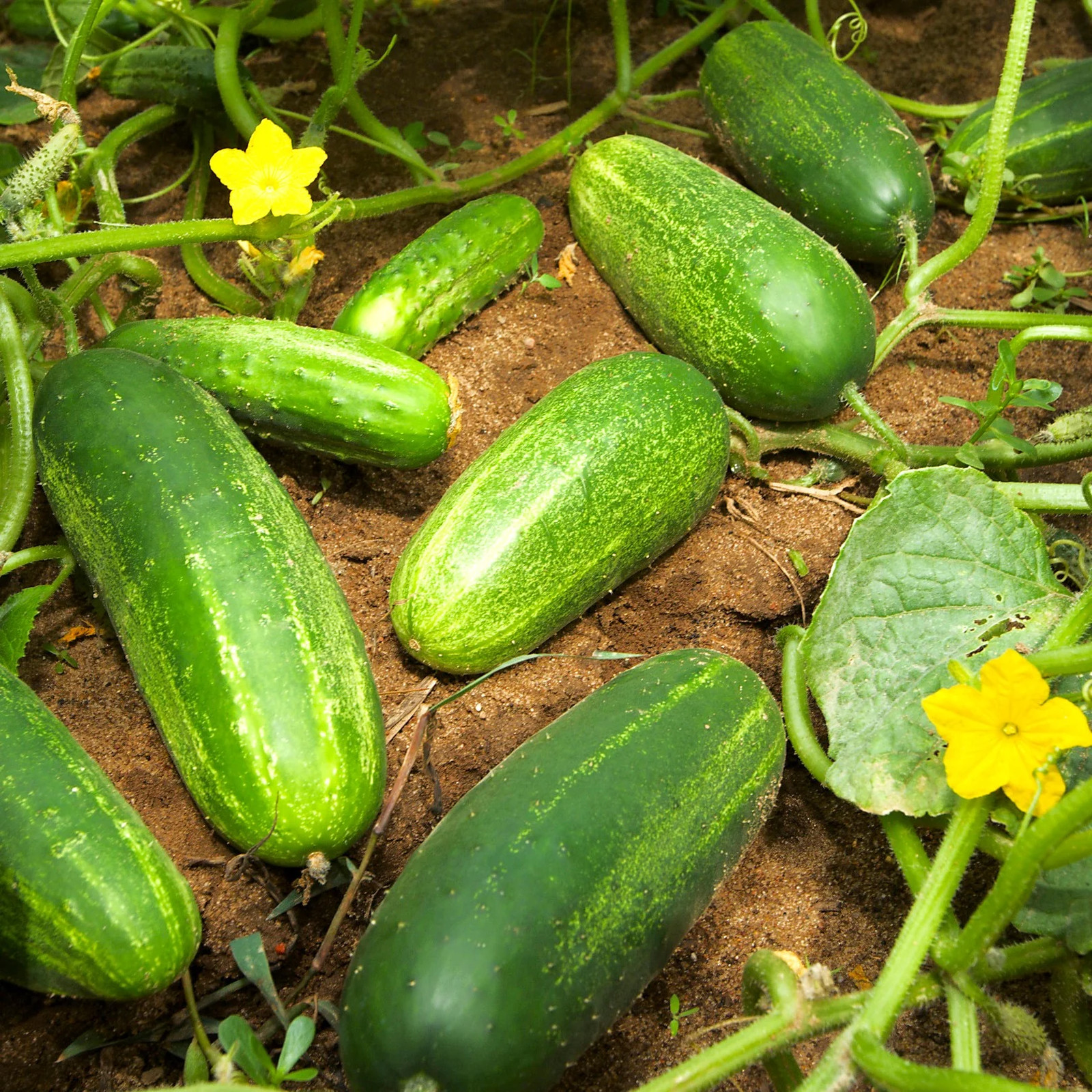 Boston Pickling Cucumber Seeds – For 2026 Planting Dark Green Kirby Heavy