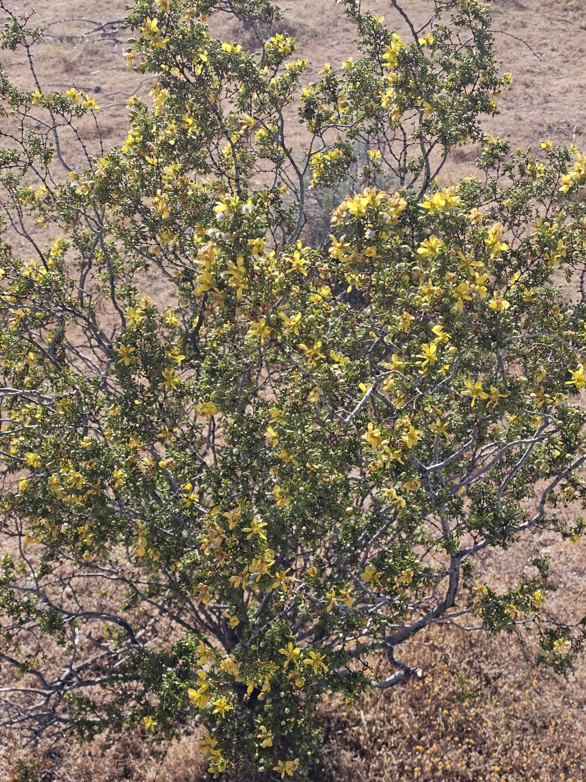 Creosote Bush (Larrea tridentata) Fresh picked branches, 3 lbs; [Farmed]