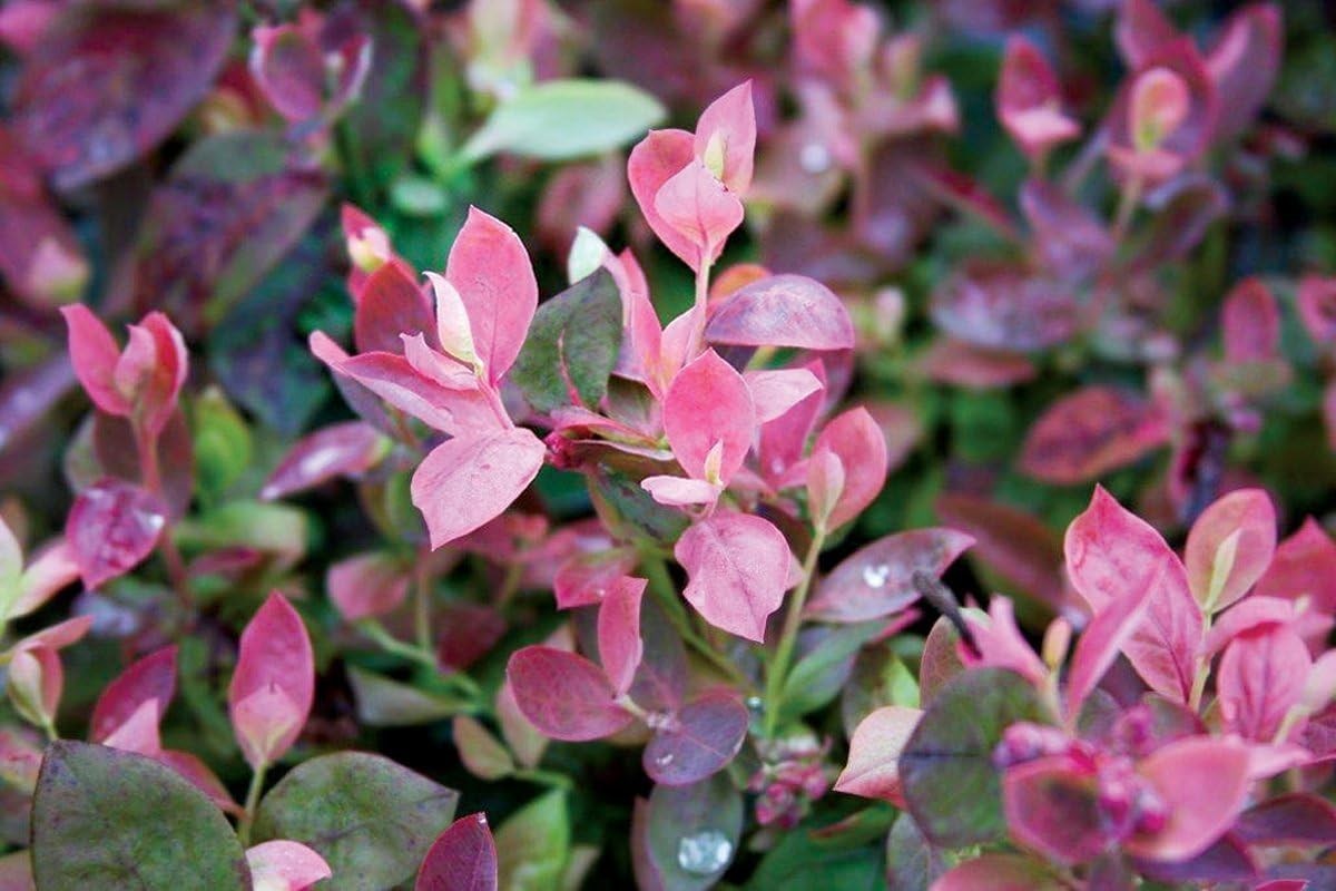 Pink Icing Blueberry Shrub – Full Sun, Partial Shade