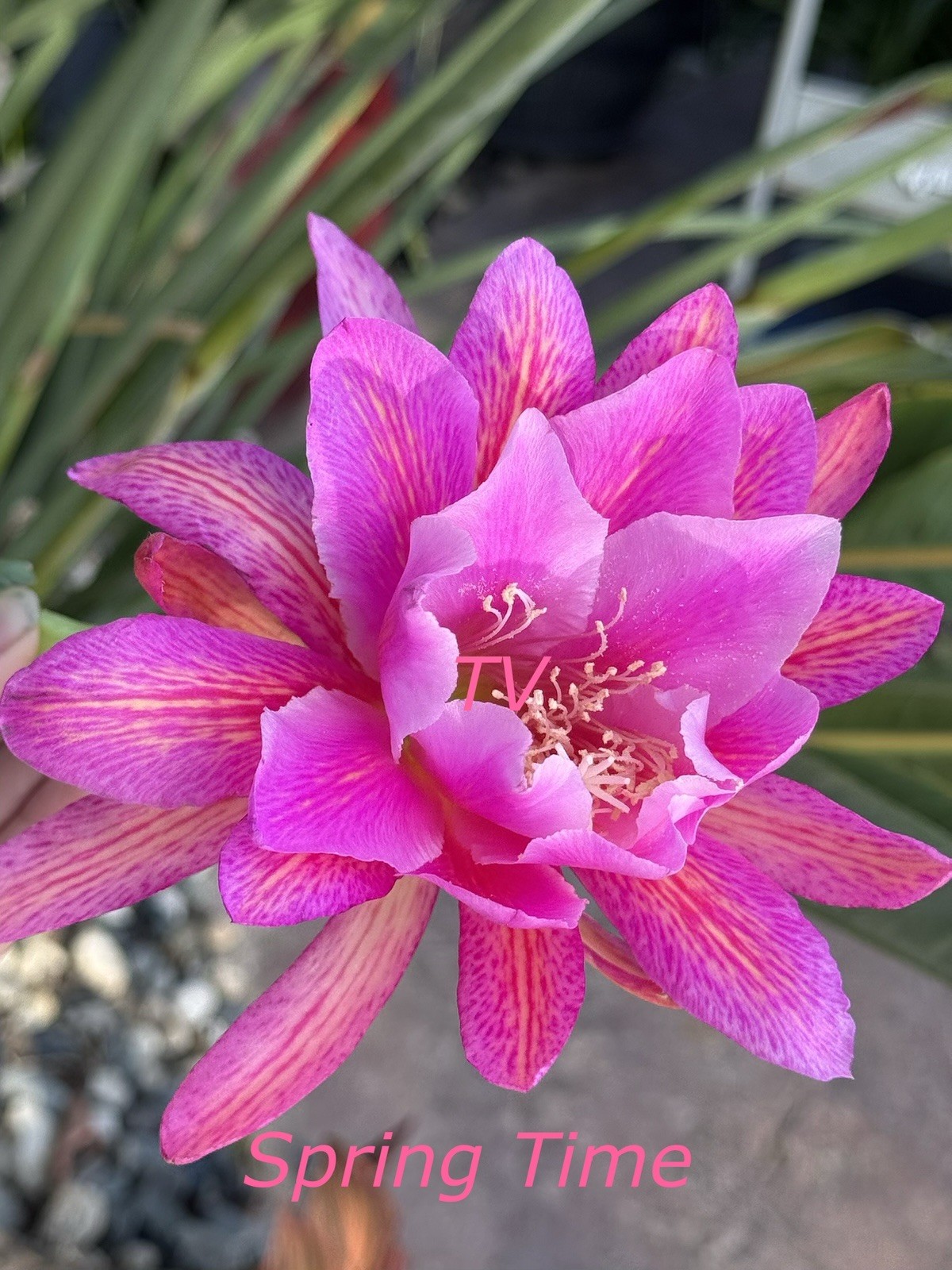 Beautiful Spring Time Epiphyllum Orchid Cactus cutting, 7-10in long