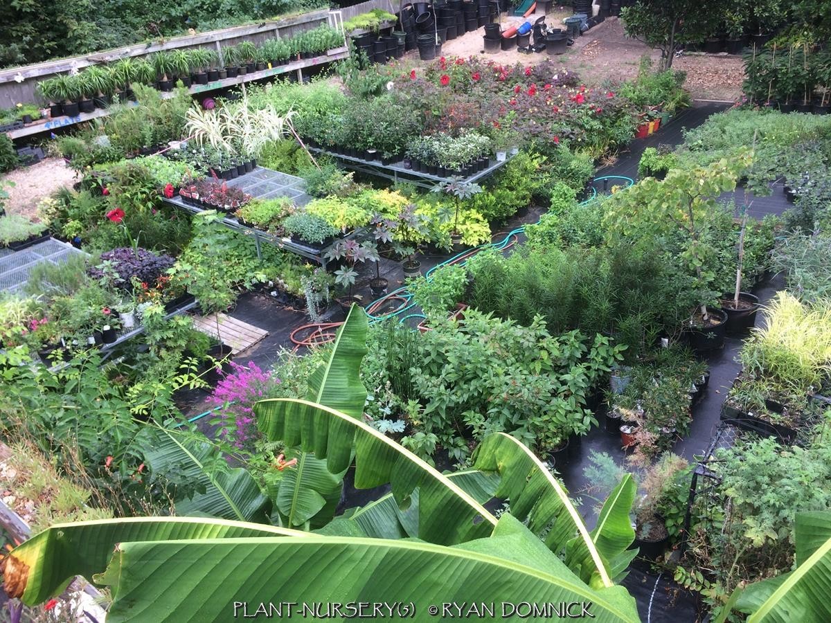 BULK SEEDS!…Manfreda virginica…Hardy Manfreda/False Agave…QTY/bag=250