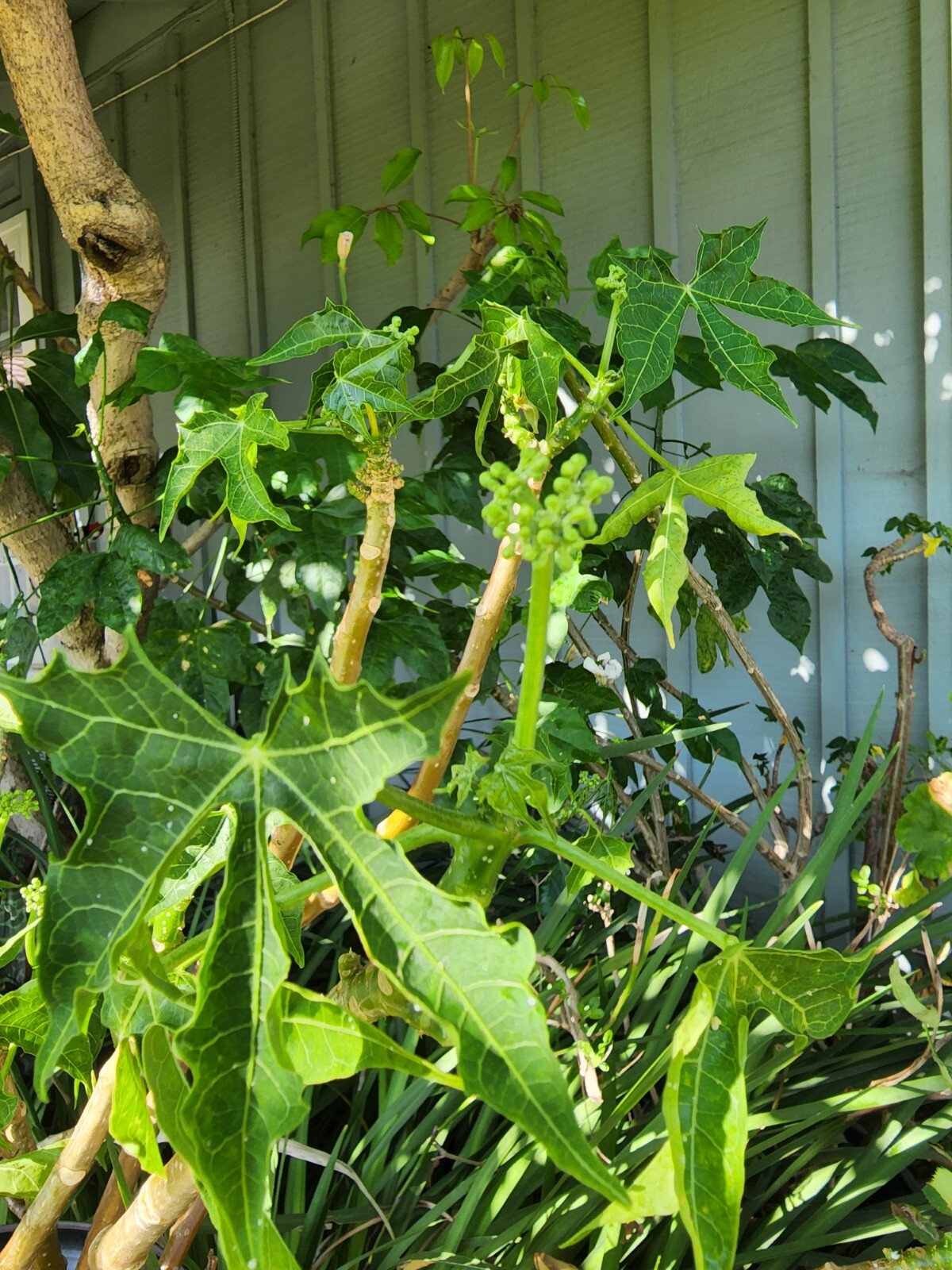 Chaya Organic Plant, Miracle Spinach Tree, Superfood 