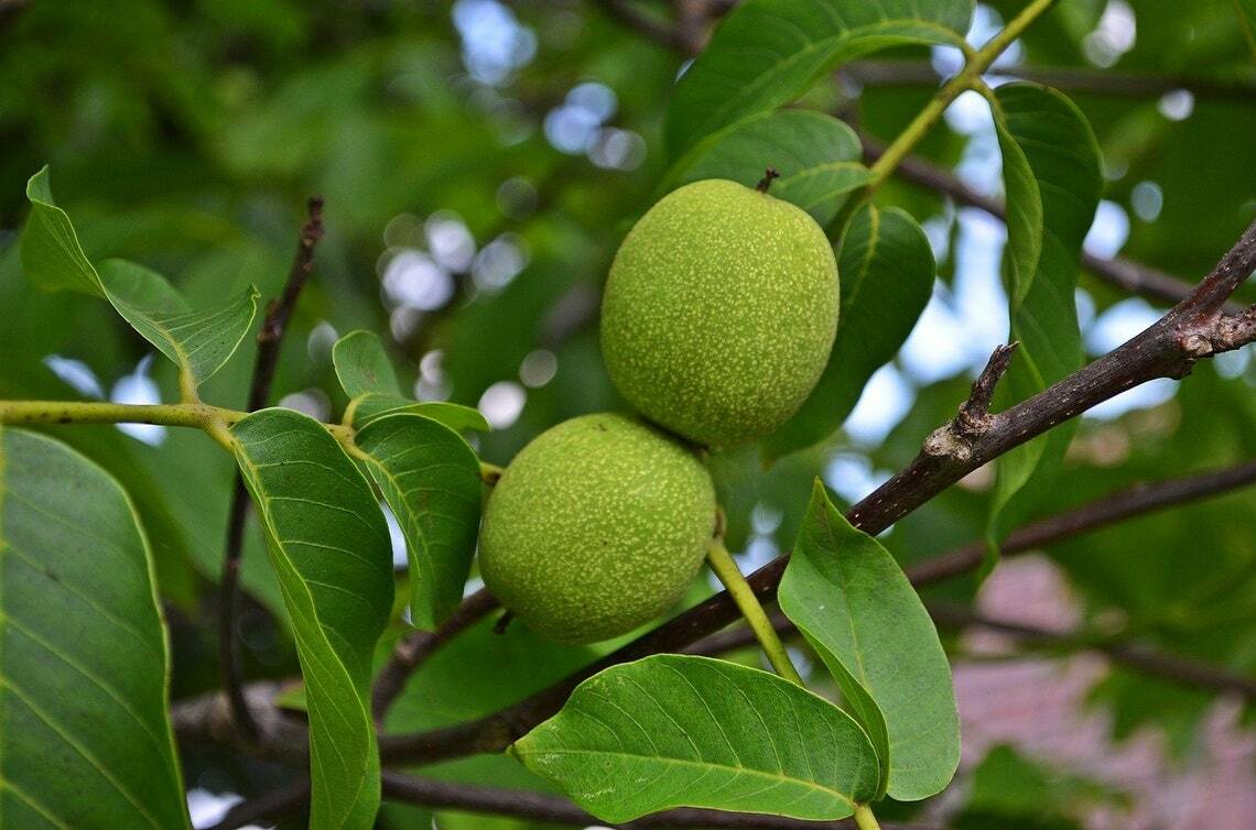 Black Walnut Tree – 18-24″ Tall Live Plant – Bareroot Seedling – Juglans nigra
