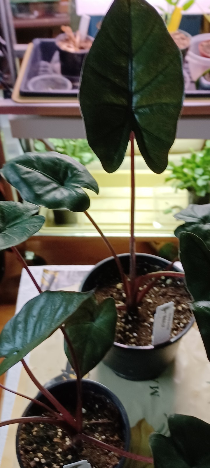 ALOCASIA Plumbae Metallica Elephant Ear. Live 4″inch Potted Plant