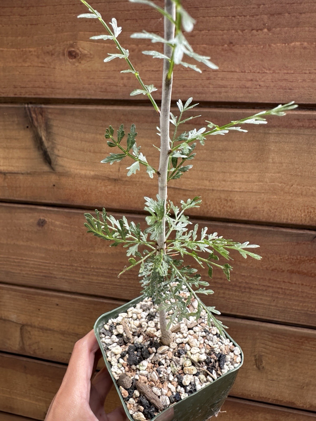 Bursera microphylla – Elephant Tree – Live Rare Succulent Plant