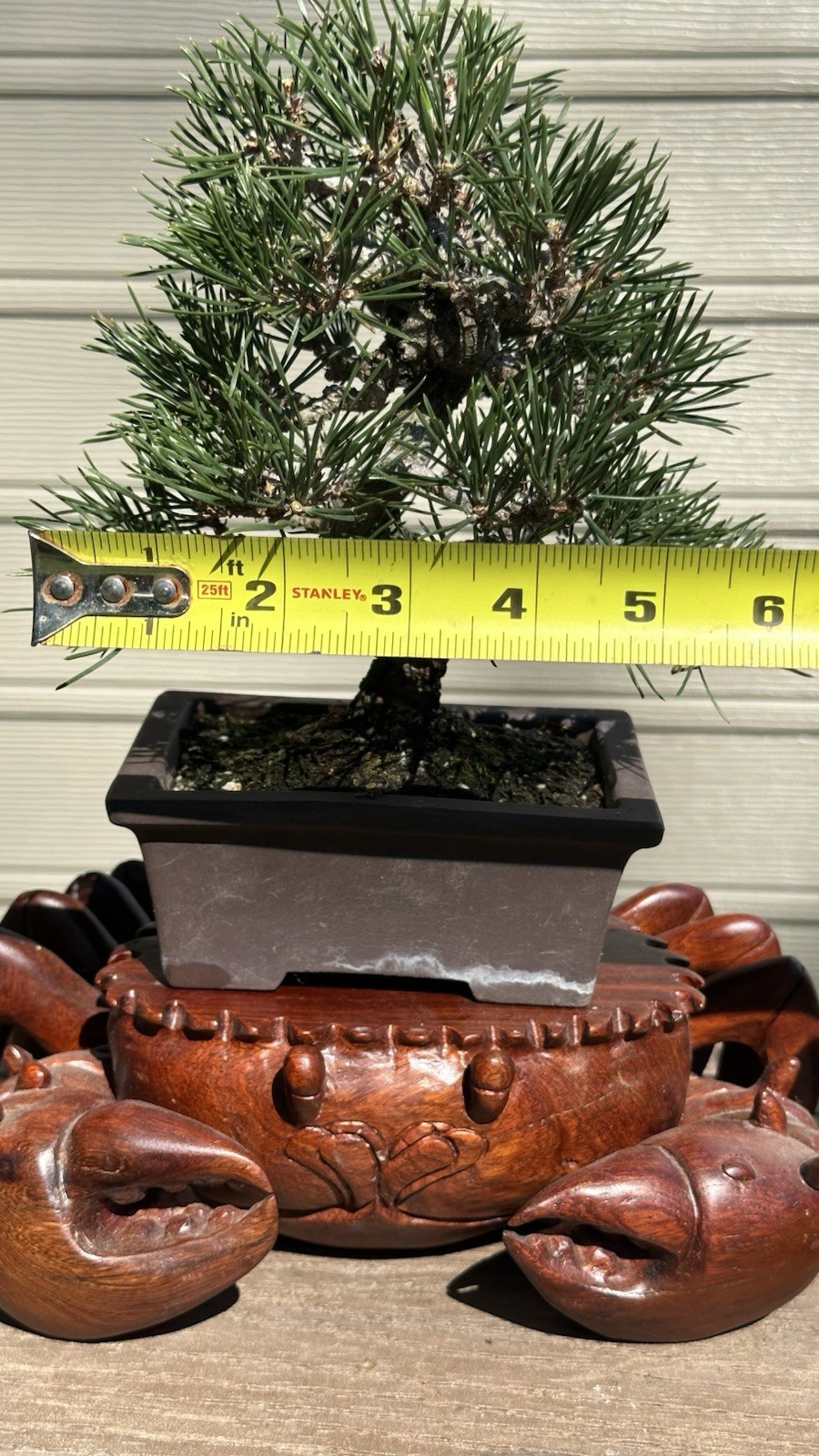 Japanese Shohin black Pine Informal Upright Style, 15 Year Old